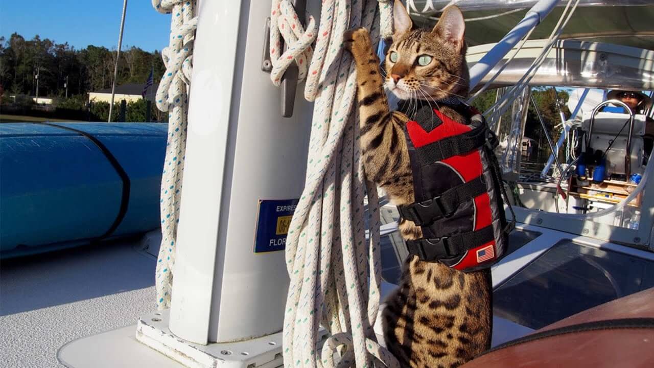 Cani gatti barca a vela