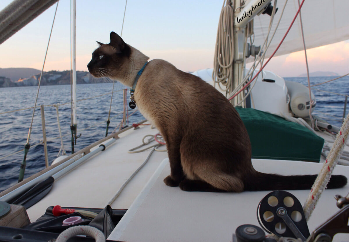 Superstizione gatto barca