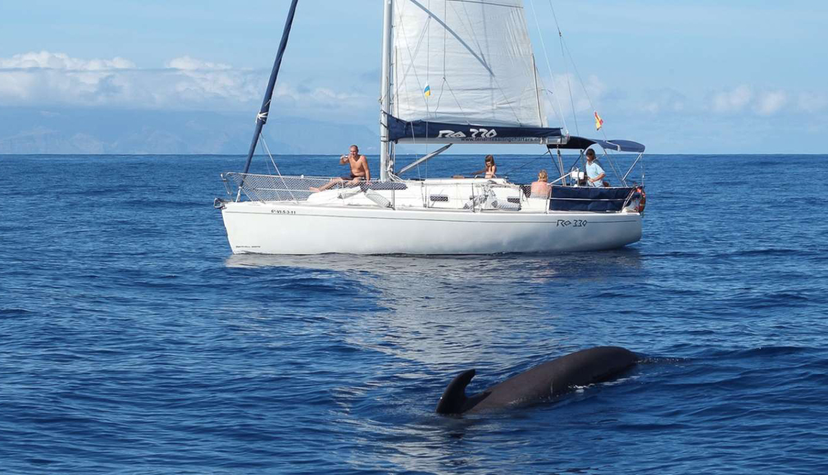 balene delfini