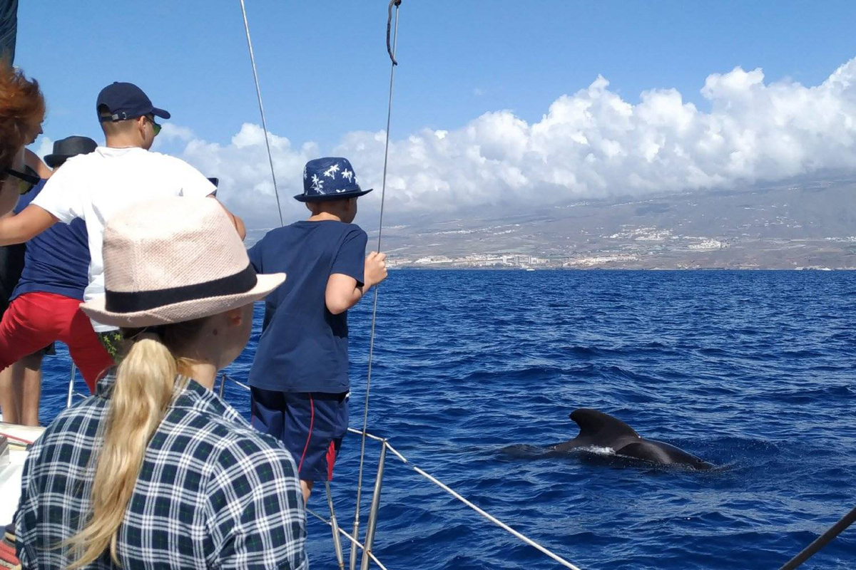 balene delfini
