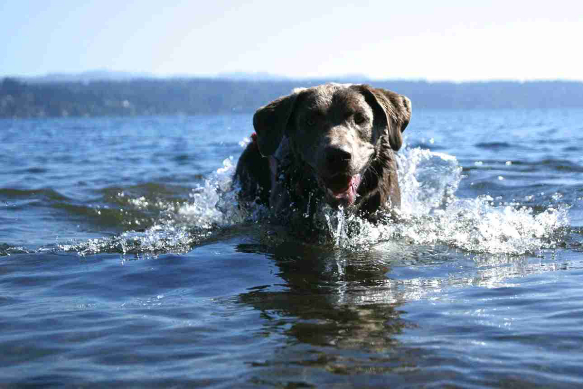 Cane