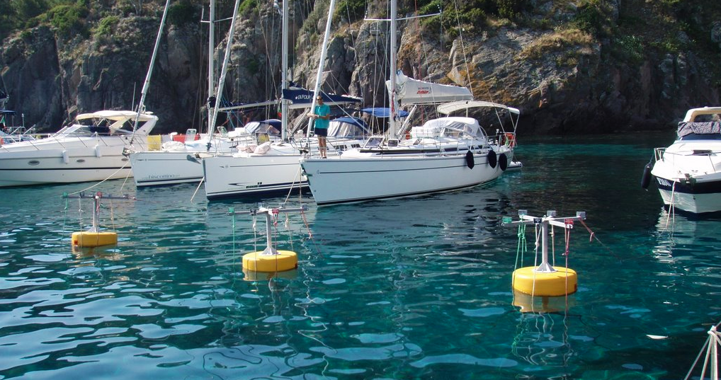 boa gialla mare significato